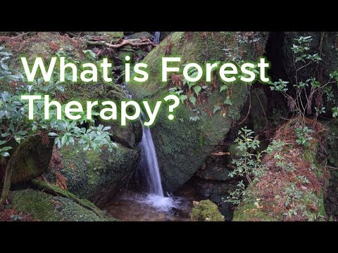 What is Forest Therapy?
