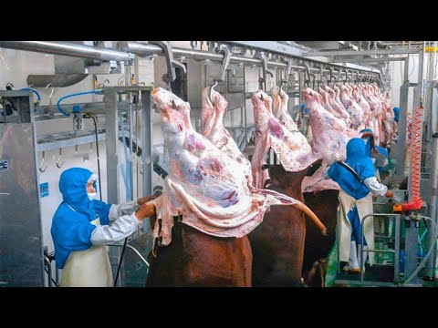 Amazing Modern High Technology Cow Meat Production Process, Extremely Excellent Pork Processing