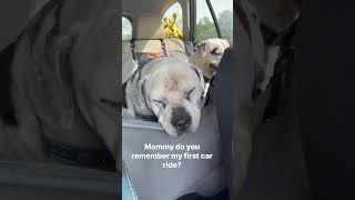 🐾How could I forget??🐾 #dog #dogshorts #doglife  #adventure  #dogs #carride #puppy #puppies
