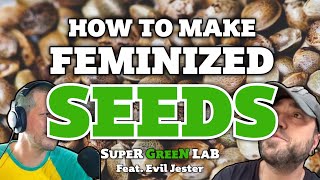 How to get free feminized seeds ! Like... hundreds of free seeds.
