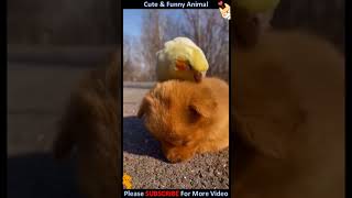 I Want To Sleep, It's My Day Off | Cute Animals #Shorts