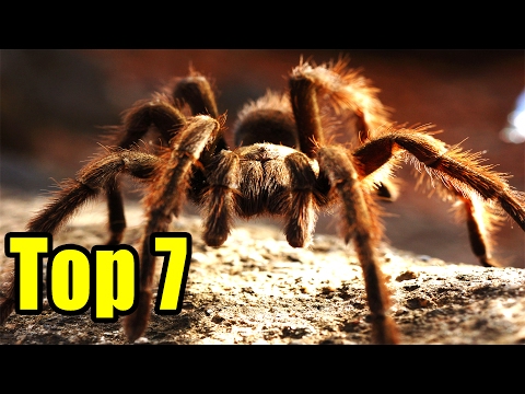 DEADLIEST SPIDERS
