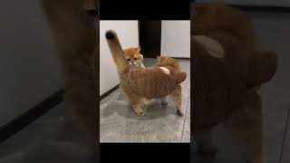 So cute kittens 😽💘 #cat #keşfet #funnycats #cats #shortvideo #catlovers #catcontent #cutecat