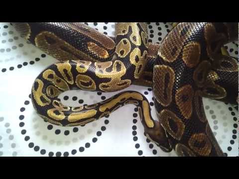 Fire ball python? 2