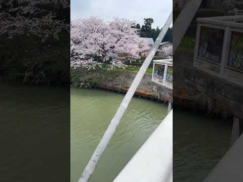 富山桜道！下条川散策路〜加茂緑地公園