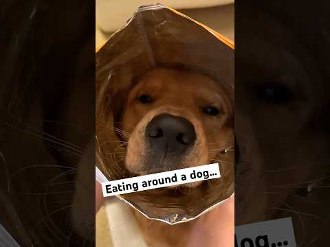 Eating around a dog is a difficult task #dog #goldenretreiver #dogsofyoutube