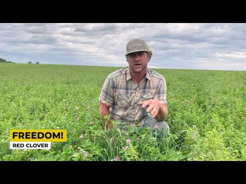 Milkway: Meadow Fescue & Soft Leaf Tall Fescue Mixture