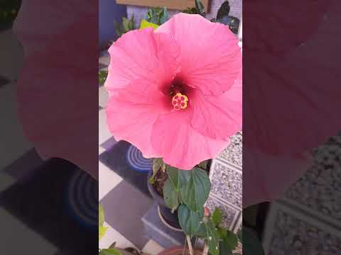 Relaxation # flower