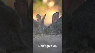 How LIMIT Works in SQL | Fast Tutorial #Shorts #learnsql #sqlcourse #programming #code #sqltutorials