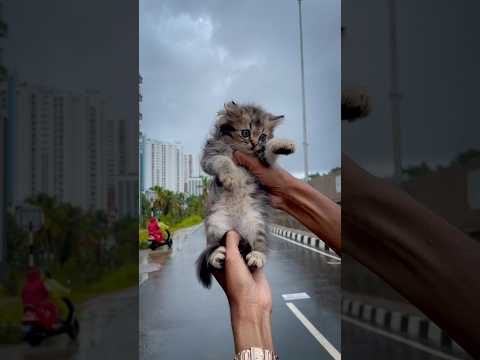 Rain 🌧️ + cute cat 😇 #cat