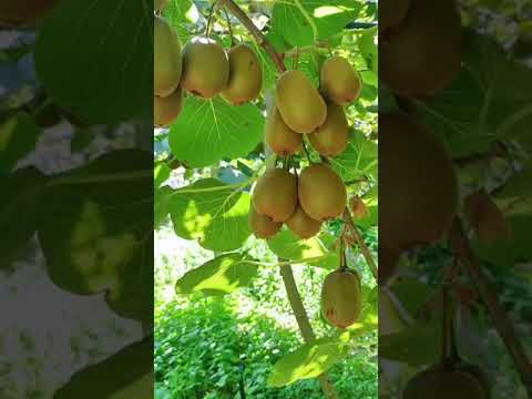 #kiwi #fruits #healthy #music #travel