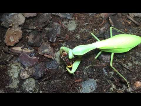 Feeding praying mantis