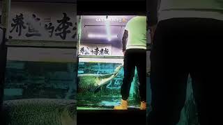 When hacker meets the developer #crocodile #animals #fishing #fish #discipline #focus #memecoding