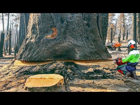 Amazing Fastest Tree Felling Technique, Dangerous Chainsaw Felling Tree Skill