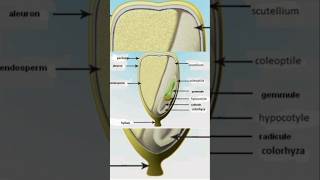 #neet2025 #neet #neetsolutions #neetexam #papercode45 #biology #q124#solution#neetug #neetmotivation