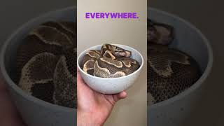 Soggy noodle 🤷‍♂️#ballpython #ballpythons #ballpythonmorphs #royal Python #ballpythonsofinstagram