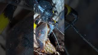 ASSASSIN BUGS DON’T FEAR ANYTHING!! 🫣