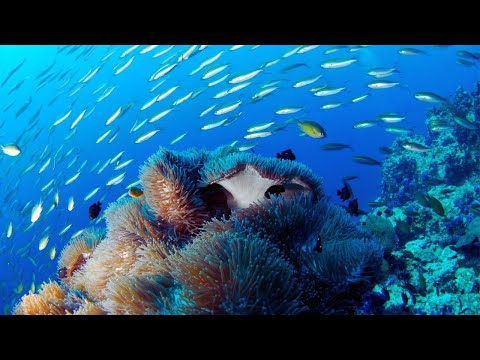 Deep Sea Tranquility: Calming Music with 4K Underwater Footage
