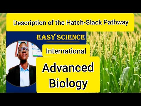How to describe the Biochemistry of C4 plants/Hatch-Slack Pathway?