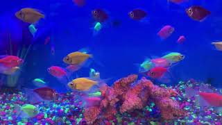 Aquarium 4K 🐠 LIVE– Relaxing Fish Tank  Beautiful Tropical Fish in Ultra HD 4K