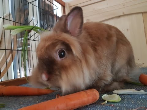 Follow the rabbits: The 2020 OHBM Brainhack Traintrack Session on DataLad