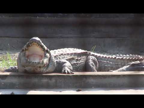 EcoAdventures Trailer Season One