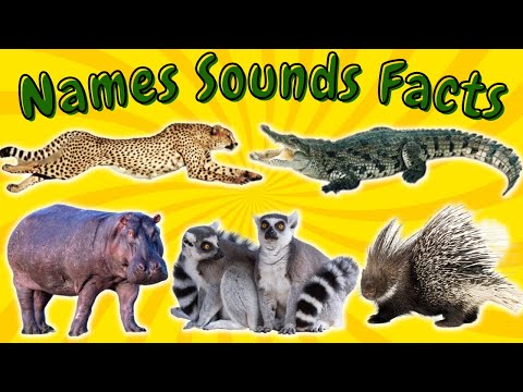Learning wild animals facts video for kids! \ Cheetah, Crocodile, Lemur, Hippo and Porcupine!