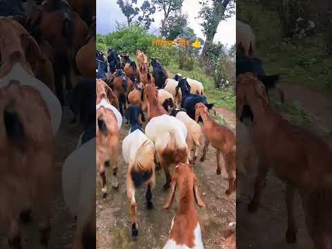 aaja ma gothala tira jadai #goatfarming #goat #villagerlifestyle #beautifulnature #villagevlog 🏍️👀❤️