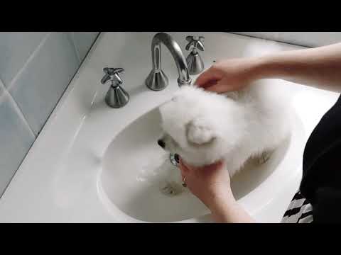 Bathing Kumo, the Japanese Spitz puppy, in the sink