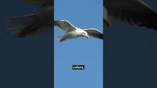 You wish you had a BIRD BRAIN 🧠🐦 #memoryhack #learning  #psychology