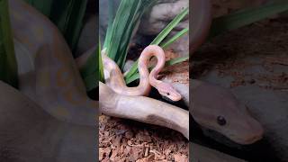 Baby Royal Pythons Checking Out their New Crib! #foryou #royalpythons