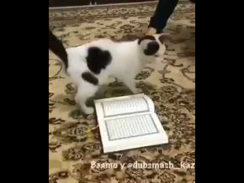 Haiwan Takot Pada Allah
