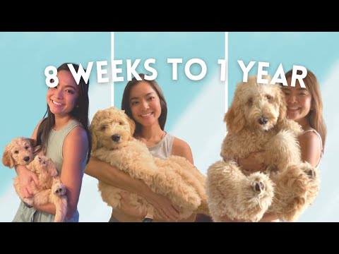 Labradoodle 8 weeks to 1 year: Ep 10 | Charlie the Labradoodle