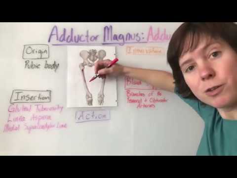 Adductor Magnus Muscle Anatomy