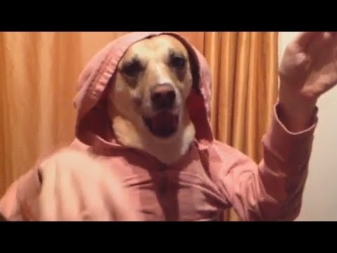 Dog Food (Marlo Meekins)