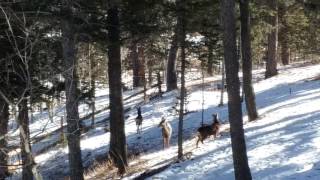 Deer zoomies.