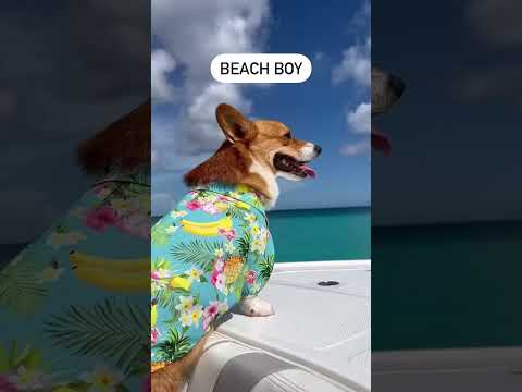 This is the most stylish dog on 2023 #dog #corgi #corgifun #dogshorts #dogtravel #viralvideo #outfit