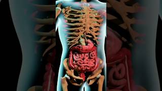 Digestive System Animation || How Food moves through the Digestive System?