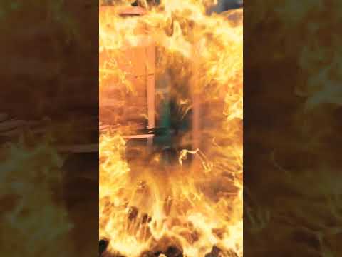 cobra snake in zoo | snake video