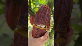 Chocolate from a tree 🍫🌳