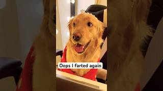 Oops I farted Again..!!🤭#retriever#funny#comedyshorts#oop#oopsmoments#funny#cutedog#shorts#youtube