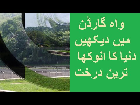 Mughal Gardens Wah Near Taxila, Pakistan