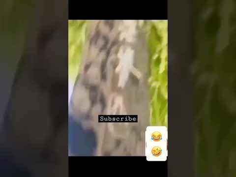 🤣 #shorts #viral #youtube