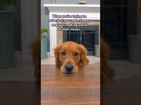 #goldenretriever #dogsofyoutube #dog
