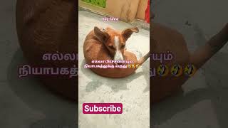Dog#funnyzdev #comedy #funny #love #pet#animalz#save#petshub #catvideos #lifeisbutadream