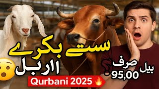 #Where to find cheap goats and bulls? Big #deals for #Qurbani #2025!"🐐