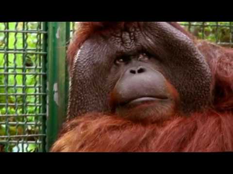 Linus the Orangutan