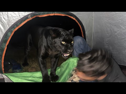 Dangerous Jungle camping #mrkingadventure 