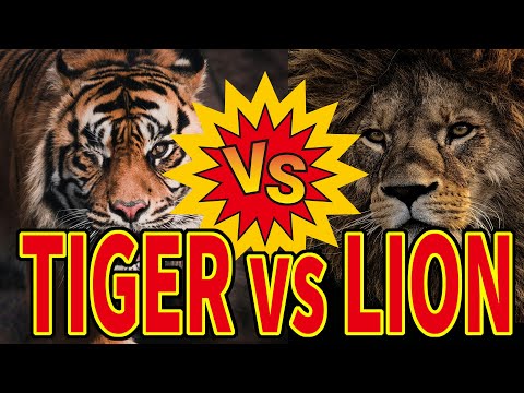 Tiger vs Lion: Who Would ACTUALLY Win in a Fight? The Ultimate Battle Explained!
