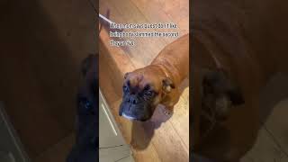 Have you actually asked them? #boxer #boxerdog #kingboxer #boxerlove #funny #puppy #cute #pets